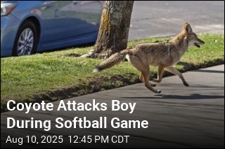 Coyote Chases, Bites Boy at Softball Game