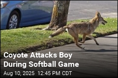 Coyote Chases, Bites Boy at Softball Game