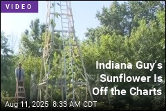 This Indiana Sunflower Is Off the Charts