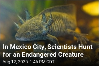 In Mexico City, Scientists Hunt for an Endangered Creature