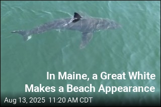 In Maine, a Great White Makes a Beach Appearance
