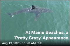 In Maine, a Great White Makes a Beach Appearance
