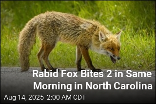 Rabid Fox Bites 2 in Same Morning in North Carolina