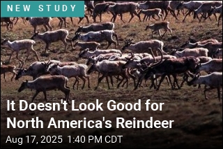 It Doesn&#39;t Look Good for North America&#39;s Reindeer