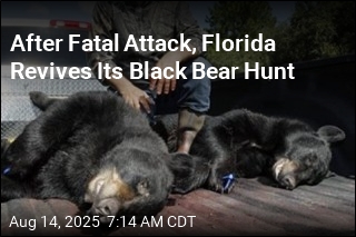 After Fatal Attack, Florida Revives Its Black Bear Hunt