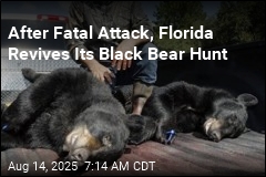 After Fatal Attack, Florida Revives Its Black Bear Hunt