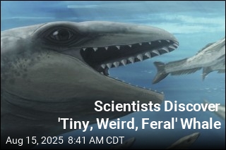 Scientists Discover &#39;Tiny, Weird, Feral&#39; Whale