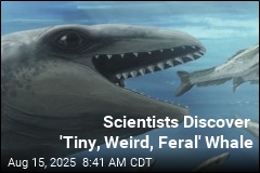 Scientists Discover &#39;Tiny, Weird, Feral&#39; Whale
