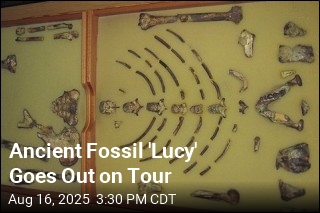 Ancient Fossil &#39;Lucy&#39; Goes Out on Tour