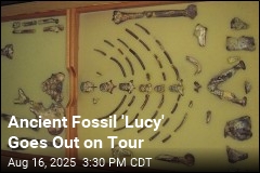 Ancient Fossil &#39;Lucy&#39; Goes Out on Tour