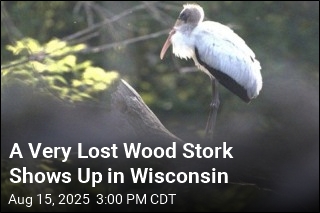 A Subtropical Wood Stork Shows Up in Wisconsin