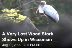 A Subtropical Wood Stork Shows Up in Wisconsin
