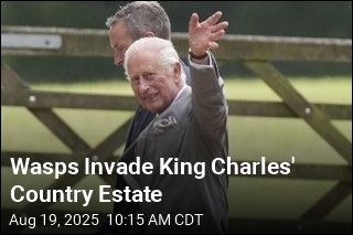 Wasps Invade King Charles&#39; Country Estate
