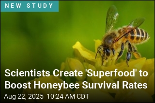 Scientists Create &#39;Superfood&#39; to Boost Honeybee Survival Rates