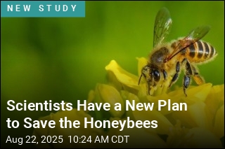Scientists Create &#39;Superfood&#39; to Boost Honeybee Survival Rates