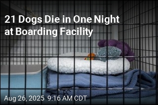 21 Dogs Found Dead at Boarding Facility