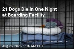 21 Dogs Found Dead at Boarding Facility