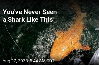That&#39;s No Goldfish, but a One-of-a-Kind Shark
