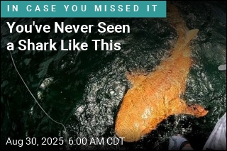 That&#39;s No Goldfish, but a One-of-a-Kind Shark