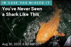 That&#39;s No Goldfish, but a One-of-a-Kind Shark