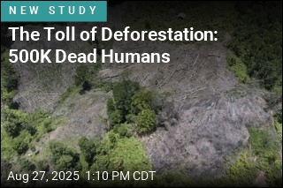The Toll of Deforestation: 500K Dead Humans