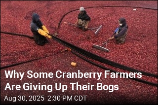 Why Some Cranberry Farmers Are Giving Up Their Bogs