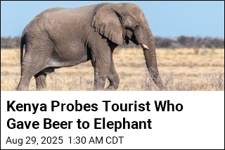 Kenya Probes Tourist Who Gave Beer to Elephant