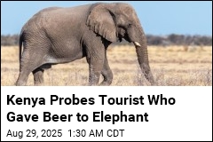 Kenya Probes Tourist Who Gave Beer to Elephant
