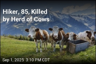 Elderly Hiker Fatally Trampled by Cows in Austrian Alps
