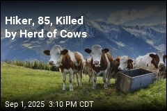 Elderly Hiker Fatally Trampled by Cows in Austrian Alps