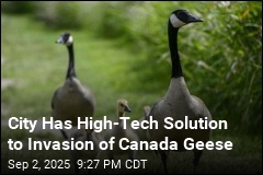 City Plans to Fight Geese With &#39;Dogs, Drones, and Lasers&#39;