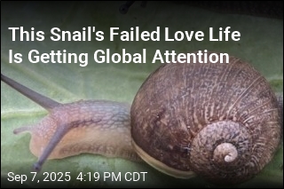 This Snail&#39;s Failed Love Life Is Getting Global Attention