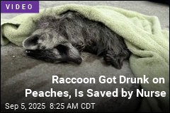 Nurse Gives CPR to Drunk Raccoon Passed Out in Dumpster