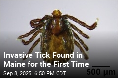 Invasive Tick Found in Maine for the First Time