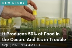 It Produces 50% of Food in the Ocean. And It&#39;s in Trouble