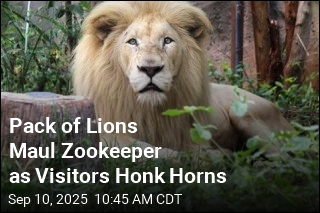 Pack of Lions Maul Zookeeper in Front of Visitors