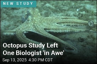 Octopus Study Left One Biologist &#39;in Awe&#39;