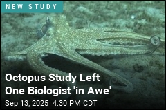 Octopus Study Left One Biologist &#39;in Awe&#39;