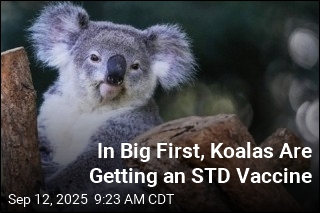 In Big First, Koalas Are Getting an STD Vaccine