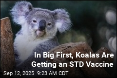 In Big First, Koalas Are Getting an STD Vaccine