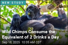 Wild Chimps Consume the Equivalent of 2 Drinks a Day