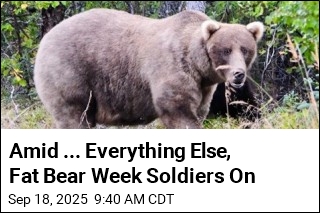 Amid ... Everything Else, Fat Bear Week Soldiers On