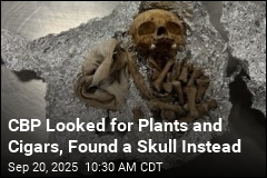 Human Skull Found in Luggage During Tampa Airport Check