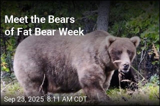 Meet the Bears of Fat Bear Week