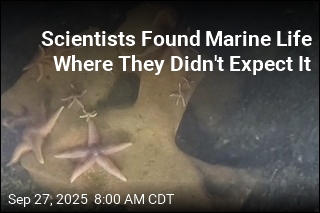 Scientists Didn&#39;t Expect to Find Starfish Here