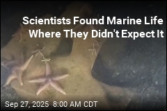 Scientists Didn&#39;t Expect to Find Starfish Here