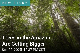 Trees in the Amazon Are Getting Bigger