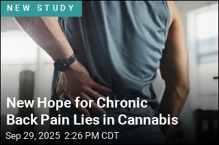 New Hope for Chronic Back Pain Lies in Cannabis