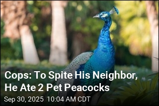 Cops: To Spite His Neighbor, He Ate 2 Pet Peacocks