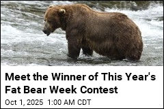 Meet the Winner of This Year&#39;s Fat Bear Week Contest